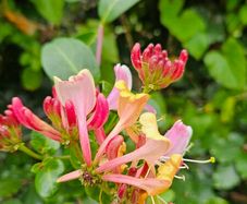 Climbing Plants, Honeysuckle