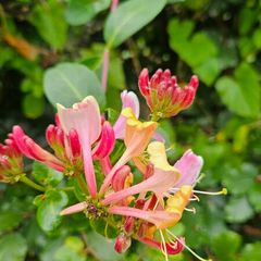 Climbing Plants, Honeysuckle