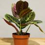 Maranta Leuconeura 'Fascinator Tricolor' (Pray Plant) in 12cm pot and 35cm in height Image 3