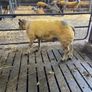 Beltex Hogget & Ram lambs Image 5