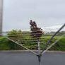 Clothes line Image 10