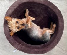 Dog bed
