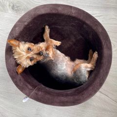 Dog bed