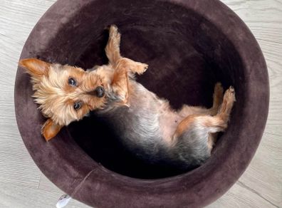 Dog bed