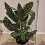 Fishbone Prayer Plant - Ctenanthe Oppenheimiana Image 2