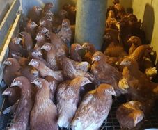 Point of lay pullets