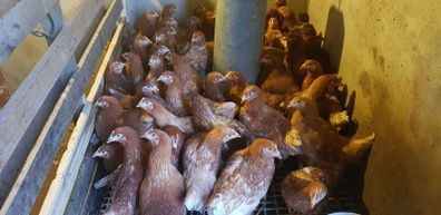 Point of lay pullets