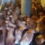 Point of Lay Pullets Image 3
