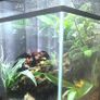 Paludarium for vampire crabs Image 8