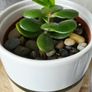 money tree pot included Image 2