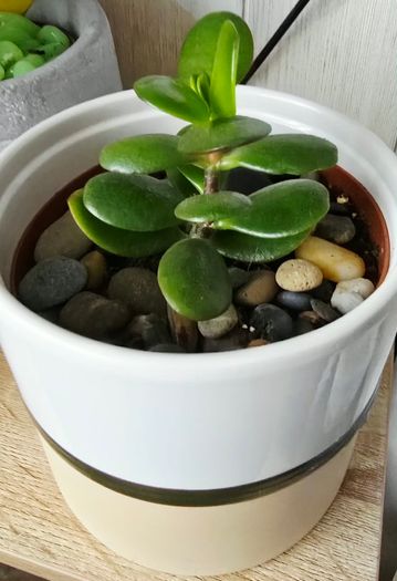 money tree pot included