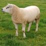 Texel hoggots Image 5
