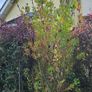 Instant Screen! 7ft bushy plants Image 10