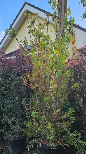 Instant Screen! 7ft bushy plants