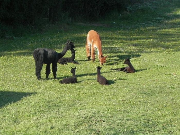 Alpaca's - Ballymac Alpaca