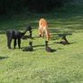 Alpaca's - Ballymac Alpaca Image 9