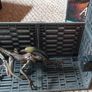 Alien 3 Kotobukiya figure and diorama Image 3