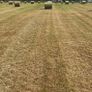 Hay for sale Image 2
