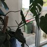 Swiss Cheese Plant Image 3