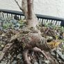 Native Irish Birch Bonsai Image 5