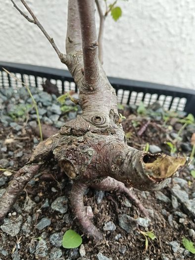 Native Irish Birch Bonsai
