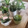Artificial Plants in Ceramic Pots x7 Image 2