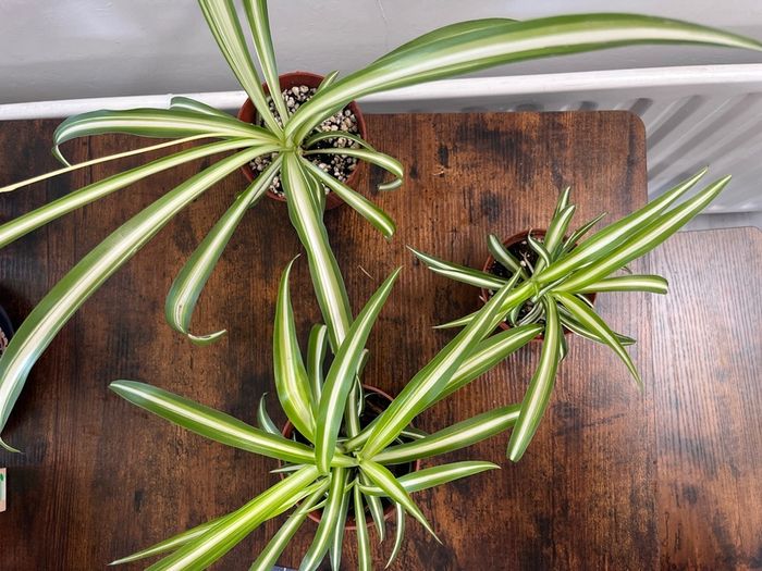 Small spider plant house plant