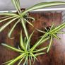Small spider plant house plant Image 5