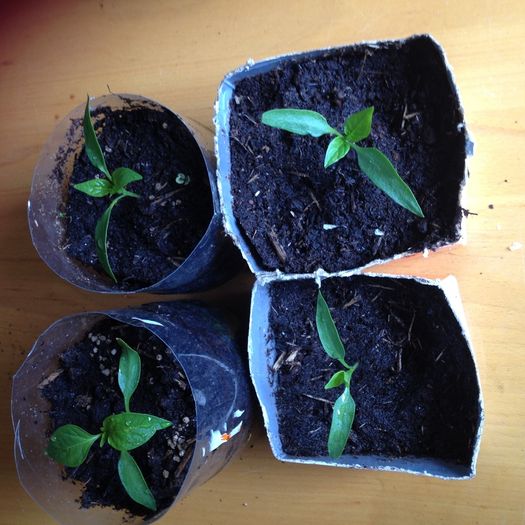 swap -- chilli plants