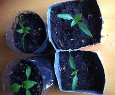 swap -- chilli plants