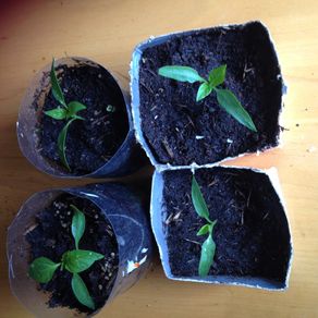 swap -- chilli plants