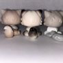 littlest pet shops (LPS) Persian cat bundle! Image 2