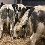 20 smashing blue bull Weanlings Image 6