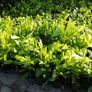 Laurel Hedging Image 8