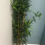 Tall artificial plant from Ikea Image 2