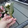 Flowers x 29 pces Image 2