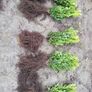 Box Hedging Image 6
