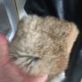 leather coat,good condition, size L Image 6