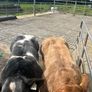 2 show calves for sale Gortatlea Mart 7.30pm. Image 9