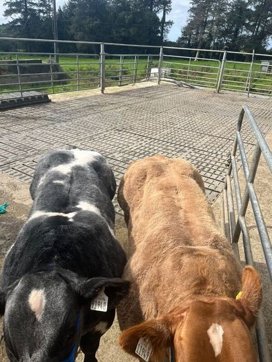 2 show calves for sale Gortatlea Mart 7.30pm.