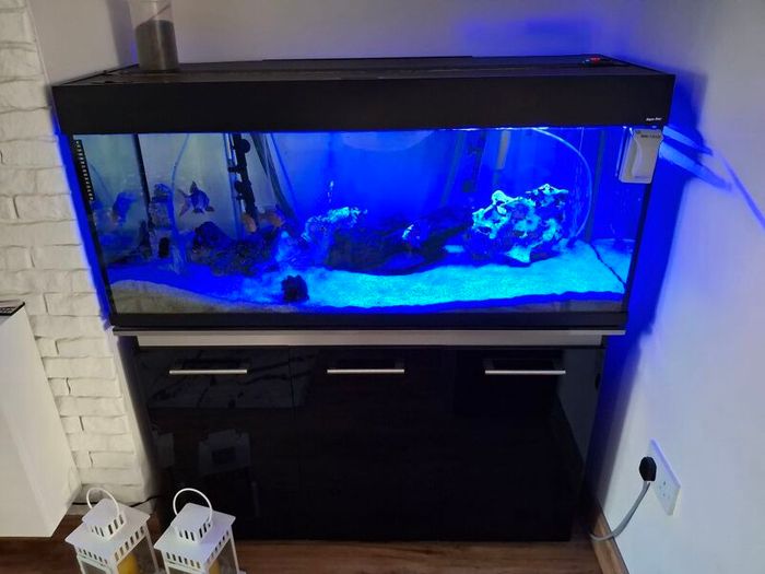 Fish Tank
