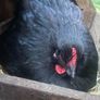 3 black Orpington hens 1 blue Orpington hen Image 3