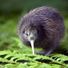 weekiwi