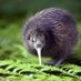 weekiwi
