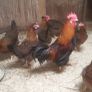Point of lay pullets/hens Image 3