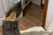 Water-buffalo horn carving