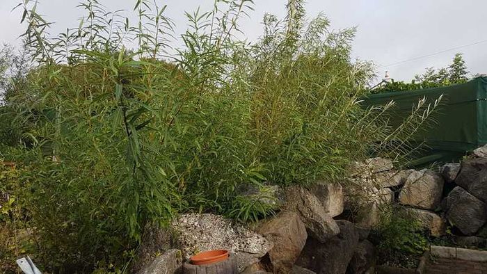 50/100 Thick Willow Cuttings For Hedges, Baskets, Logs