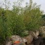 50/100 Thick Willow Cuttings For Hedges, Baskets, Logs Image 3