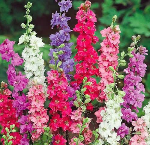 (D) Hyacinth-flowered Larkspur Tall mixed Delphinium (600014)