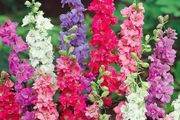 (D) Hyacinth-flowered Larkspur Tall mixed Delphinium (600014)